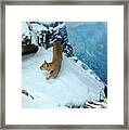 Bobcat On A Mountain Ledge Framed Print