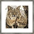 Bobcat Paws. Framed Print