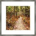 Bog Trail Framed Print