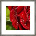 Bold And Beautiful Rose Botanical / Nature / Floral Photograph Framed Print