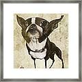 Boston Terrier - Antique Framed Print