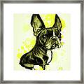 Boston Terrier - Yellow Paint Splatter Framed Print