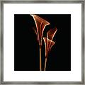 Botanical Study 5 Framed Print