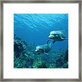 Bottlenose Dolphins And Coral Reef Framed Print