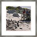 Boulders Beach Penguins Framed Print
