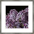 Bouquet Of Lilacs Framed Print