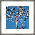 Bouquets Of Seeds Framed Print