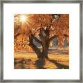 Boxelder's Autumn Tree Framed Print