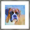 Boxer Blues Framed Print by Michelle Wrighton
