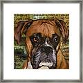 Boxer Character Framed Print