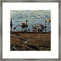 Boy Feeding Swans And White Ibis Framed Print