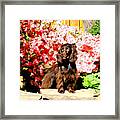 Boykin Spaniel In The Azaleas Framed Print