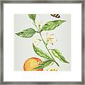 Branch With Blossoming Orange Blossom, Oranges And Butterfly By Cornelis Markee 1763 Framed Print