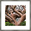 Gumbo Limbo Or Coperwood Tree Framed Print