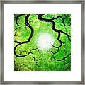 Branches Holding The Sun Framed Print