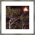 Branches In Articulating Moonlight Framed Print