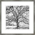 Branches Of Life Framed Print
