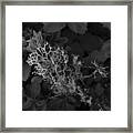 Branches Of Life In The Forest Framed Print