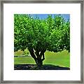 Branching Out Framed Print