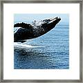 Breaching Humpback Whales Happy-2 Framed Print