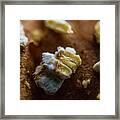 Bread Macro Food Framed Print