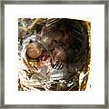 Break Free - House Wren Framed Print