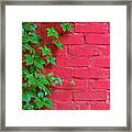 Brick And Vines Framed Print