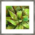 Bright Agave Framed Print