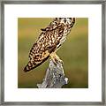 Bright-eyed Owl Framed Print