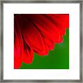 Bright Red Chrysanthemum Flower Petals And Stamen Framed Print