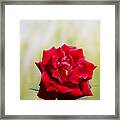 Bright Red Rose Framed Print