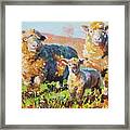 Bright Sheep And Lamb Painting Framed Print