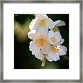 Bright White Blossoms Framed Print