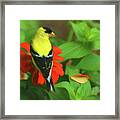 Feathery Droplet Of Sunshine Framed Print