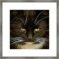 Brilliant Cat... Framed Print