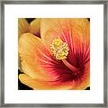 Brilliant Hibiscus Framed Print