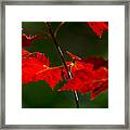 Brilliant Red Maple Leaves Framed Print