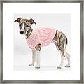 Brindle-and-white Whippet Pup Framed Print