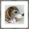 Brindle Beagle Mix Portrait Framed Print