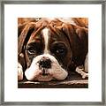 Brindle Boxer Pup Framed Print