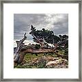 Bristlecone Pine Framed Print