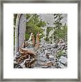 Bristlecone Roots Framed Print