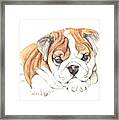 British Bulldog Puppy Framed Print