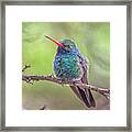 Broad-billed Hummingbird 3652 Framed Print