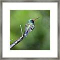Broad-billed Hummingbird Framed Print