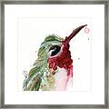Broadtail Hummingbird Framed Print