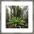 Bromeliad Bromeliaceae And Tree Fern Framed Print