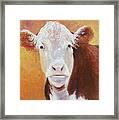 Brown And White Hereford Cow Painting Framed Print