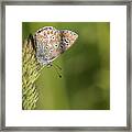 Brown Argus Framed Print