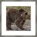 Brown Bear 6 Framed Print